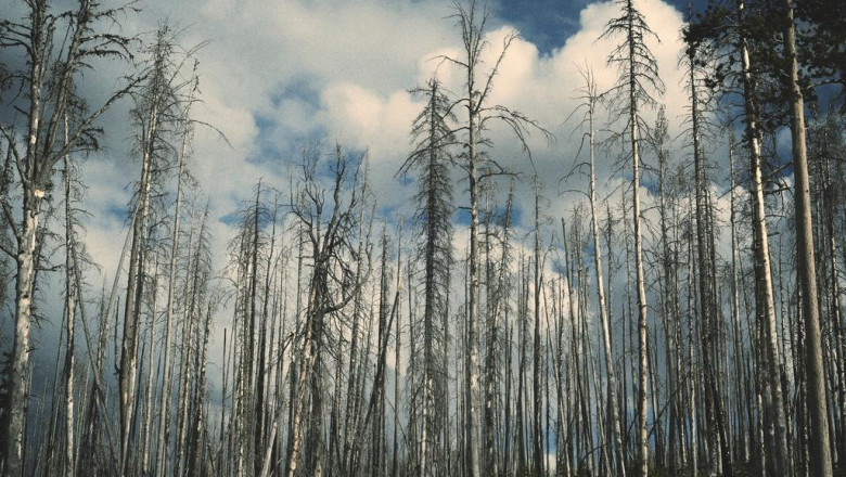 shrk tsmym mwq lktrwny