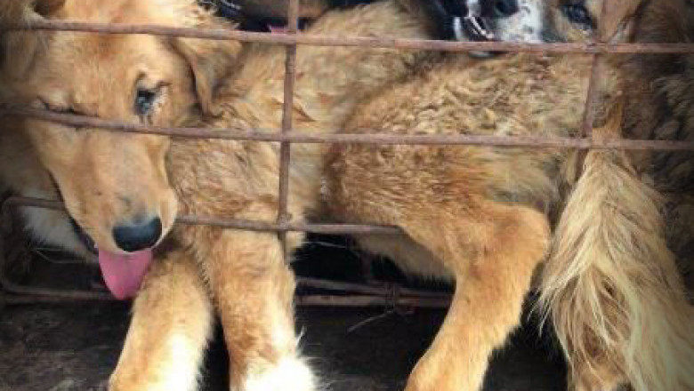 What Should You Know Before Adopting Korean Dog Meat Trade Rescues?