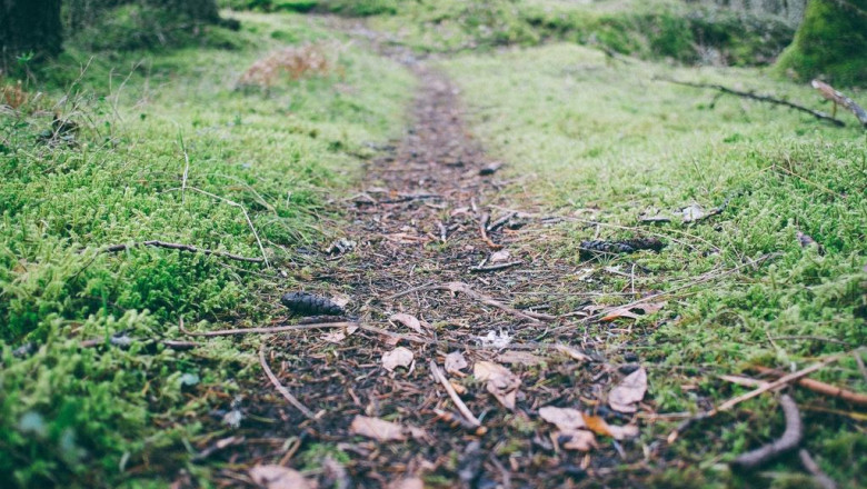 10 facts about magic mushrooms uk that will instantly put you in a good mood
