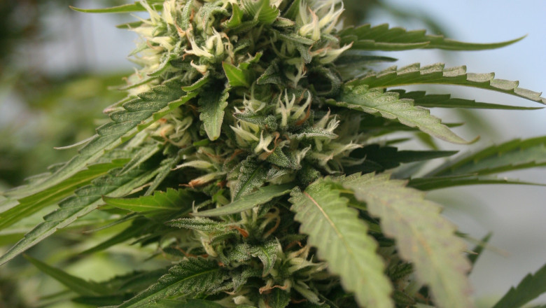 The Delta 8 THC Dosing Guide: How Much Is Enough?