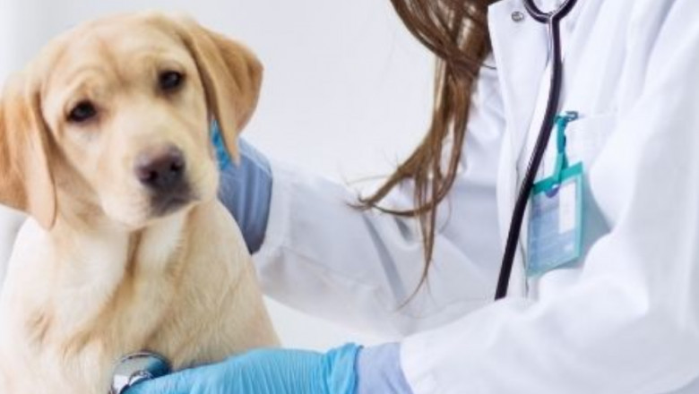 Buy our active veterinarian emails and increase your revenue generation rates.