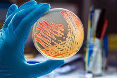 Report on Bioburden Testing Market Research 2028 - Value Market Research