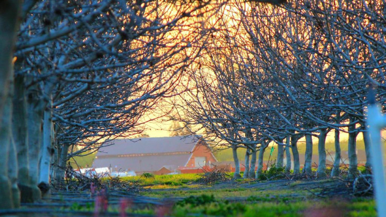 chopp seeks answers from forestry division woodstock personal injury lawyers