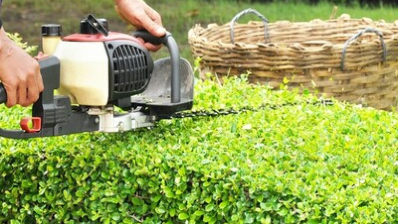 Hedge Cutting and Shrub Maintenance | Above All Tree Care