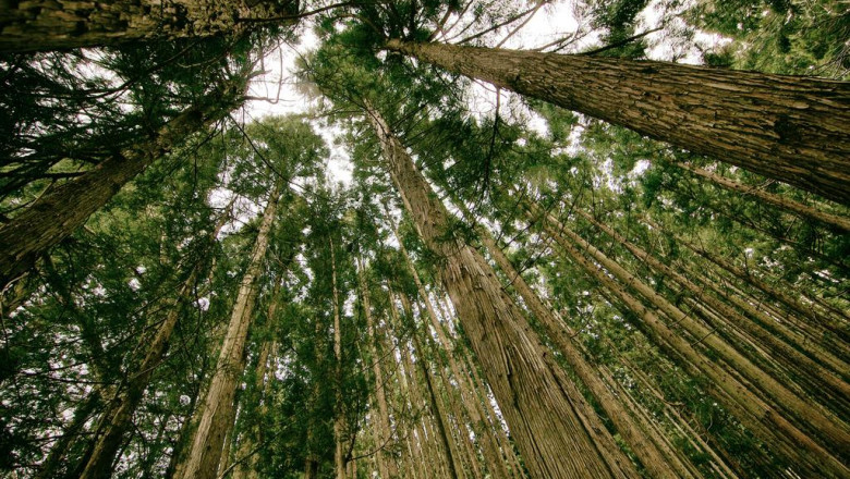 invisalign tandreglering braces