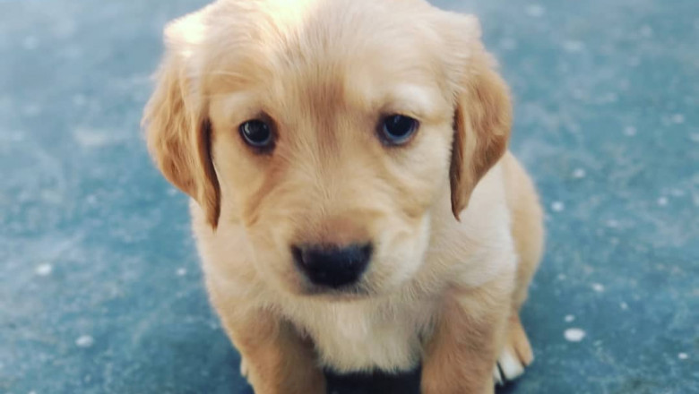Best Golden Retriever puppies for sale