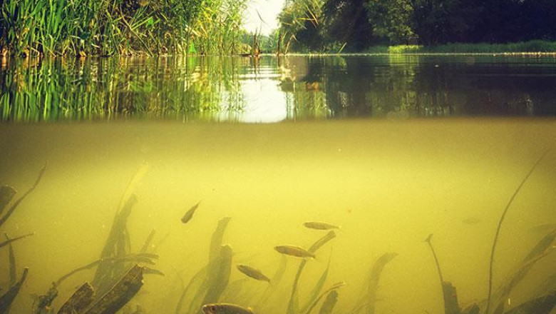 Ecotoxicological Studies Market Size, Growth &amp; Global Forecast Report to 2028