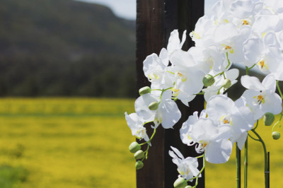 Where to buy orchid plants in Dubai?