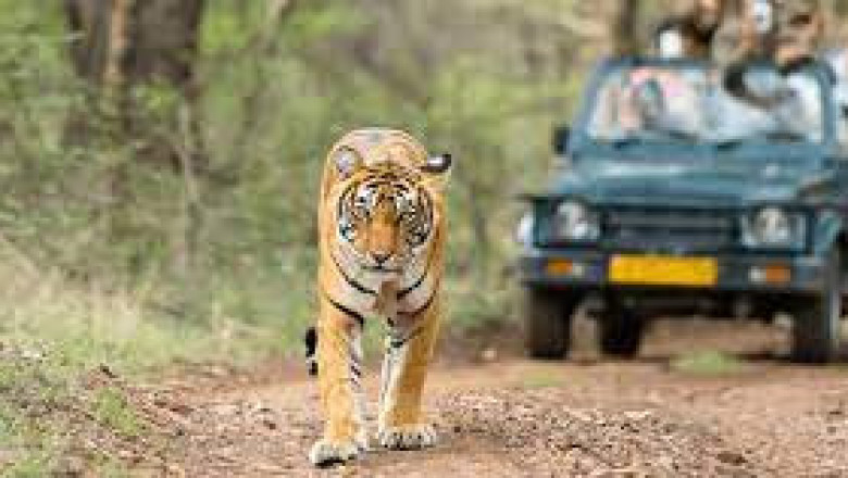 Wildlife Tour Packages in Jim Corbett