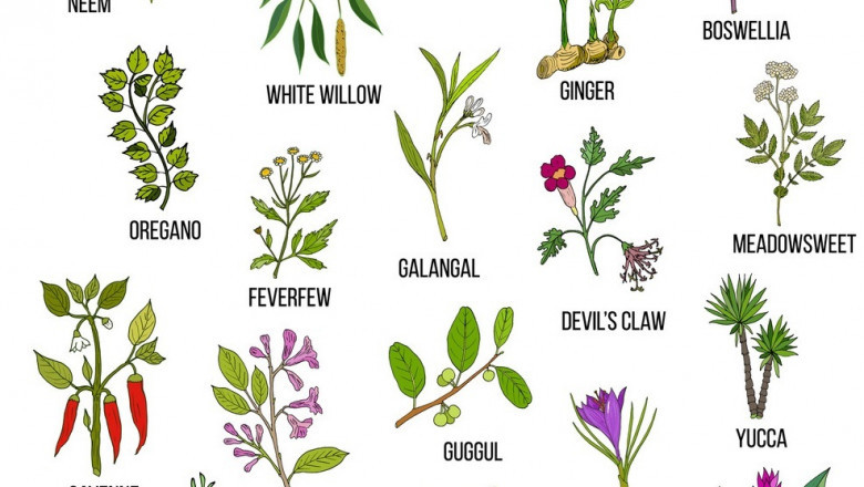 Leading Ayurvedic Piles Medicine