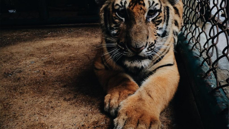 what is a defense attorney