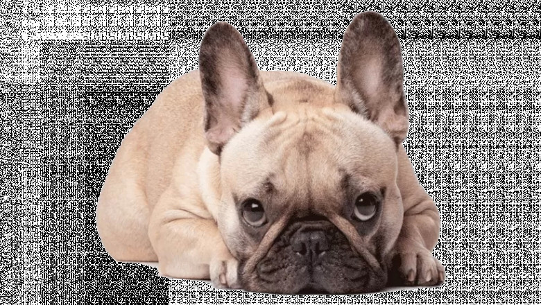 French Bulldogs For Sale