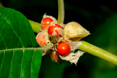 Ashwagandha: Health benefits, side effects, and how to use