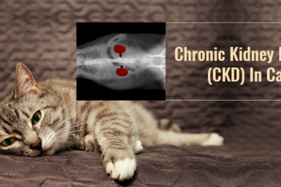 Chronic Kidney Disease (CKD) In Cats