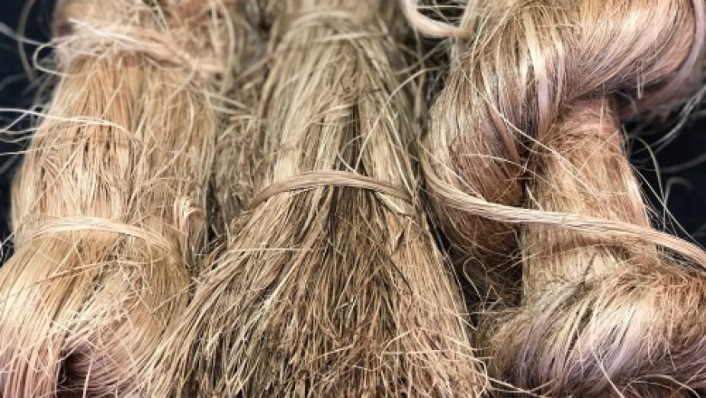 Global Abaca Fibre Market To Be Driven By The Extensive Use Of Abaca Fibre In The Automotive Industry In The Forecast Period Of 2021-2026
