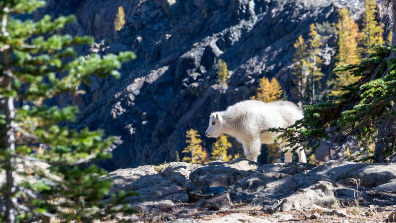 what is the neurodiversity movement and autism rights autism therapy