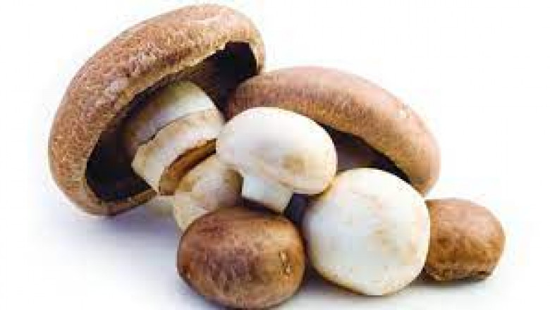 Mushroom Varieties and Their Uses