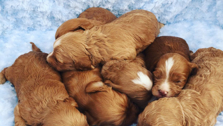 Labradoodle puppies for sale Scotland