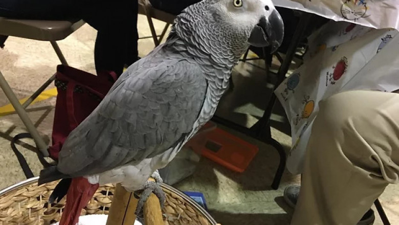 Yellow Naped Amazon Parrot For Sale