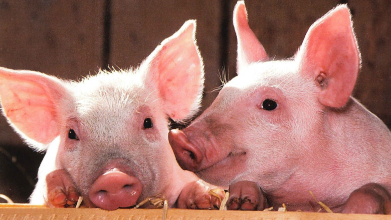 Classical Swine Fever Vaccines Market 2021: Segmentation Analysis and Forecast to 2030
