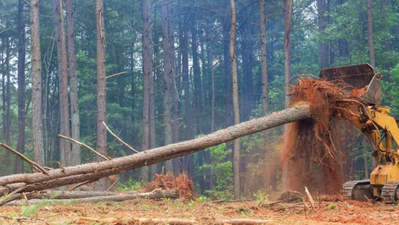 What is Tree Care