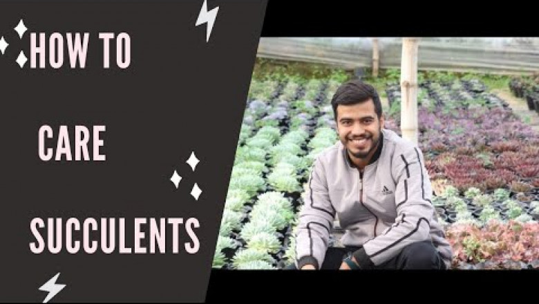 HOW TO CARE SUCCULENTS