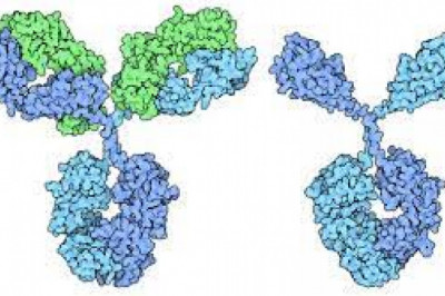 Nanobodies Market Size, Share, Growth, Opportunities and Global Forecast to 2028