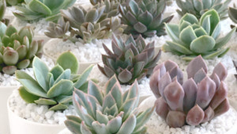Plants Make A Wonderful Present For Friends And Family