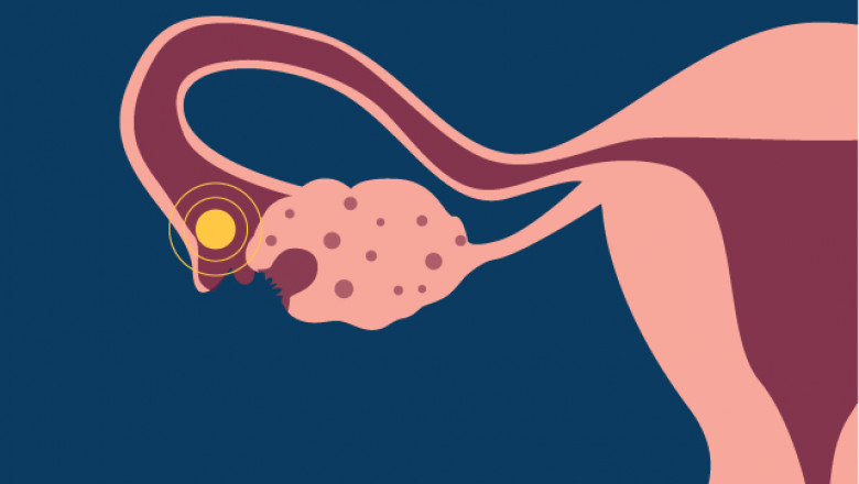 Everything You Should Know About Ovulation