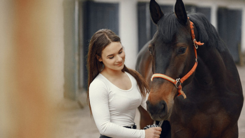 How To Properly Take Care Of Your Horse?