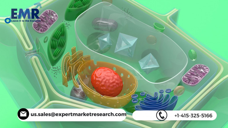 Global Nanocellulose Market Is Expected To Grow Steadily At CAGR Of 21% In The Forecast Period Of 2021-2026