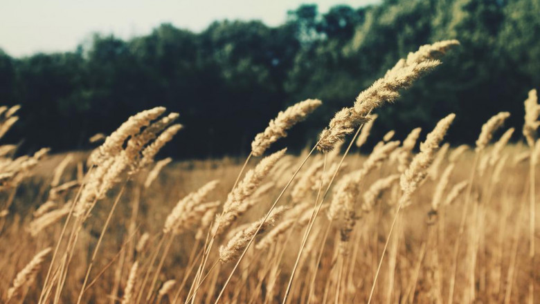 scrap my car dumbarton