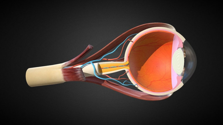 The Eye Anatomical Model Is an Excellent Resource for Understanding the Structure of the Human Eye