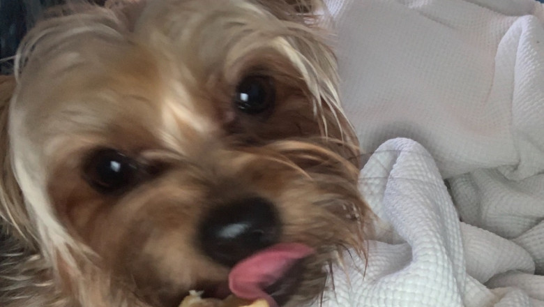 Buy The Best Himalayan Yak Milk Chews For Dogs For Your Pet