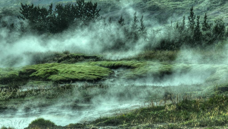 13 things about yorkshire terrier puppies for sale you may not have known