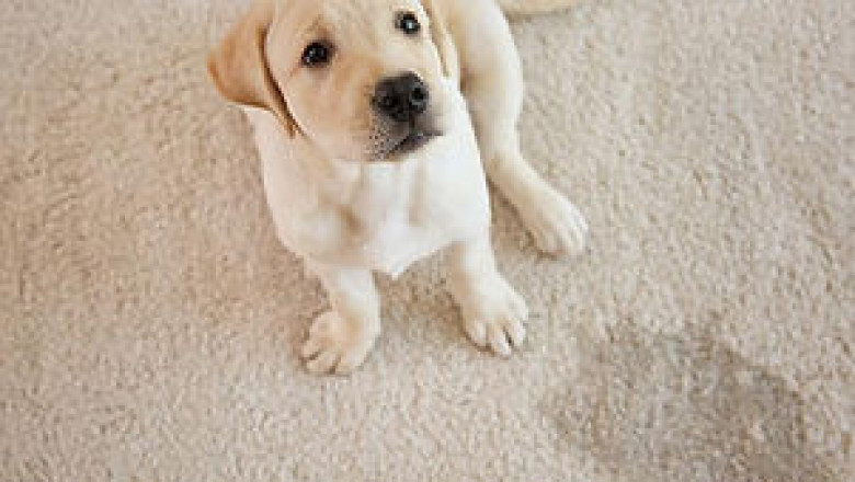 Benefits of professional residential carpet cleaning
