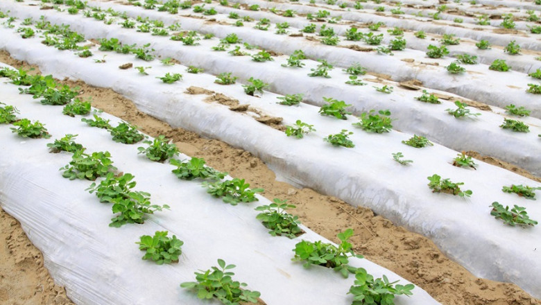 Global Demand for Food Increases Agricultural Films Market