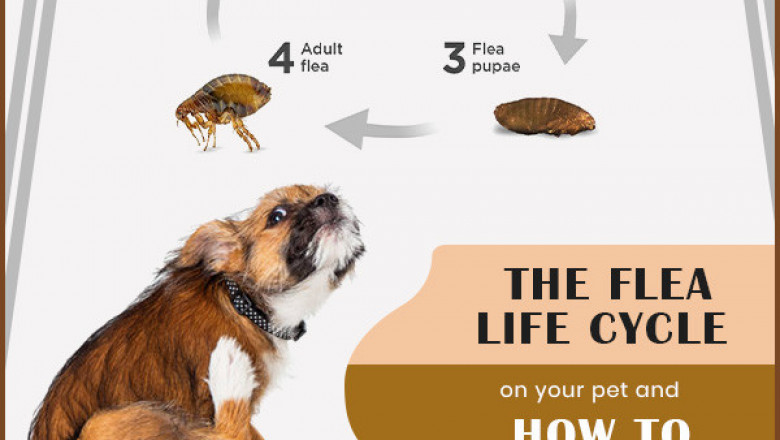 How to control Flea Life Cycle on your Pet