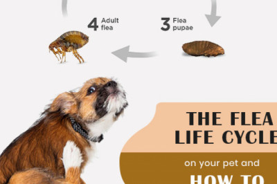 How to control Flea Life Cycle on your Pet