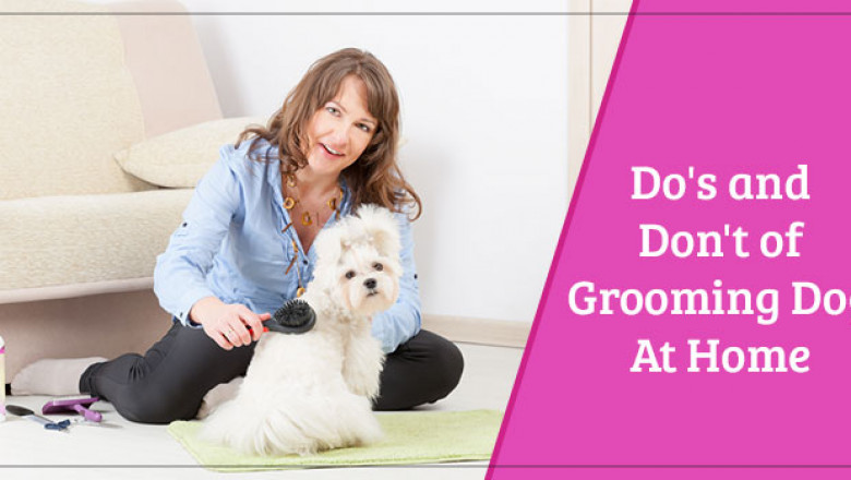List Of Do's And Don't Of DIY Dog Grooming - anotherhome.in