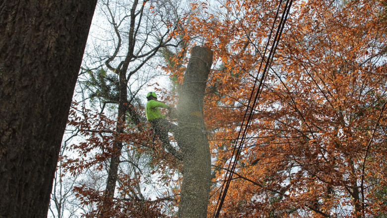 Tree Removal Professional Available At AKA Tree Service