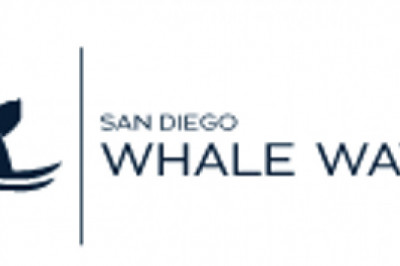 San Diego whale watching tours to explore the whales’ life