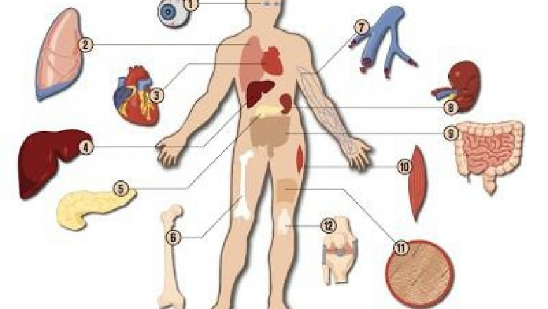 The function of transplant diagnostics is to evaluate the characteristics of a transplant, such as compatibility tests