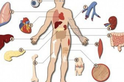 The function of transplant diagnostics is to evaluate the characteristics of a transplant, such as compatibility tests