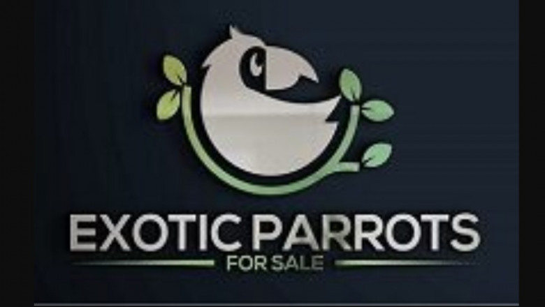 Want to Buy Parrot Birds? Check This Out Initial!