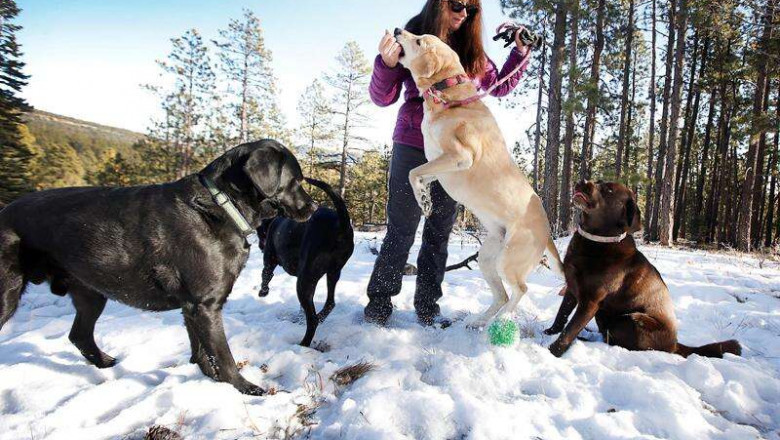Joe's Pet Sitter — The Number One Pet Sitting Service In Town