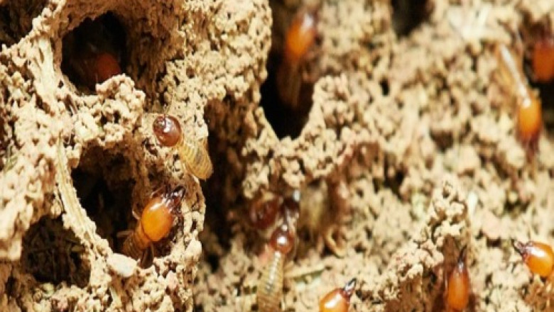 termite pest control bangalore