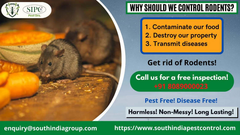 Rat Control in Cochin