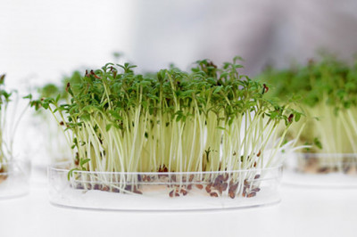 Seed Testing Services Market 2022 Major Key Players and Industry Analysis Till 2028