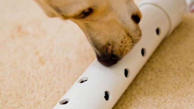 Why do dogs love squeaky toys?